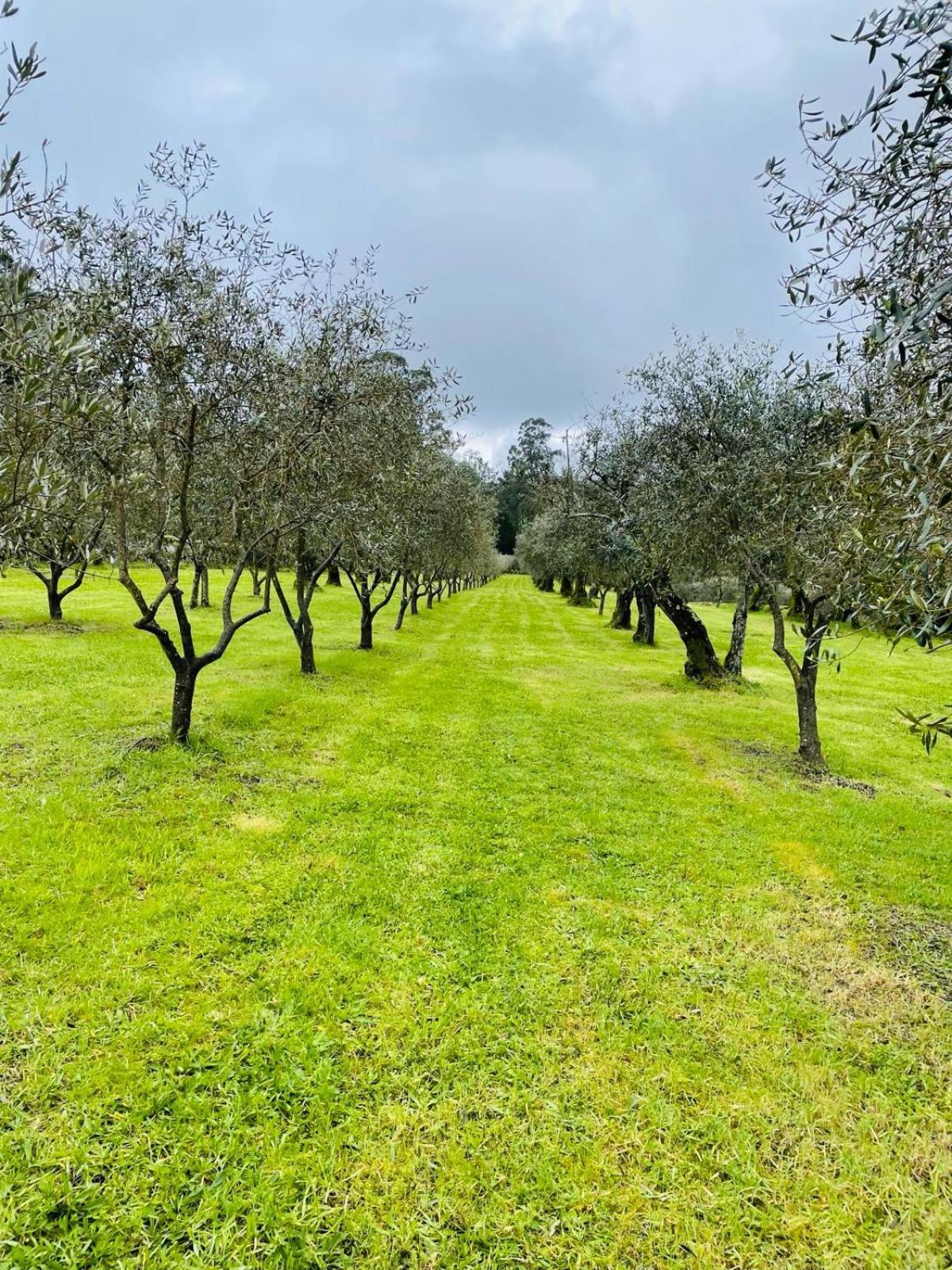 Solar De Almeidinha Mangualde Εξωτερικό φωτογραφία